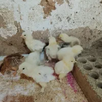 جوجه برهما