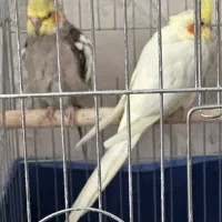 عروس هلندی مولد