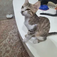 ۲ عدد بچه گربه
