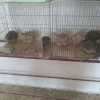 بلدرچین سالم تخم گذار