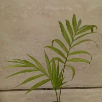 پک ۴تایی|گل و گیاه طبیعی|نیشابور, فرح بخش|دیوار