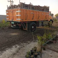 حرص و برش درخت مورد اوکالیبتوس کنار برهان و کهور
