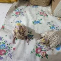 جوجه عروس هلندی