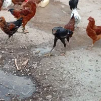 جوجه لاری