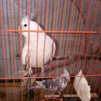 یک جفت عروس هلندی با قفس و وسایل