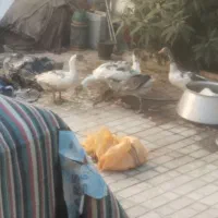 غاز جوان