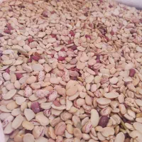 لوبیاچیتی