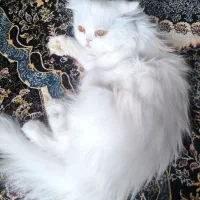 حیوان خانگی