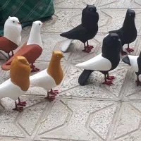 پرنده کبوتر اصلی