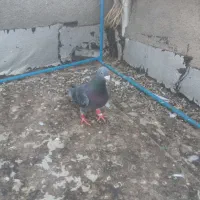 کبوتر مسافتی نر