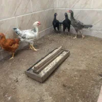 فروش جوجه لاری ومحلی