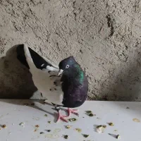 کبوتر سینه سیاه ،گم شده و دریافت قیمت ارزشش