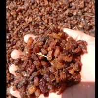 کشمش سبز و کشمش آفتابی اعلای کاشمر