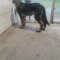 سگ ژرمن شپرد