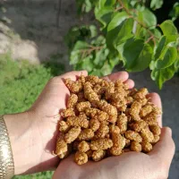 توت خشک، قیصی، آلو