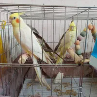 عروس هلندی مولد و جوجه