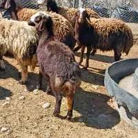 بره ماده|حیوانات مزرعه|فیروزآباد (لرستان), |دیوار