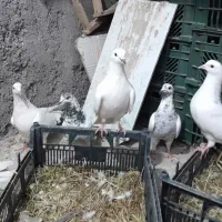 فروش ۶ عدد کفتر