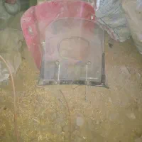 طلق وجلوپای موتور یک میلیون