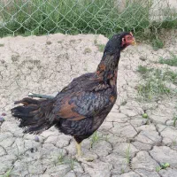 مرغ لاری
