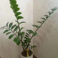 گل طبیعی