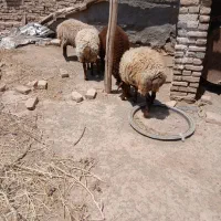 گوسفند بره