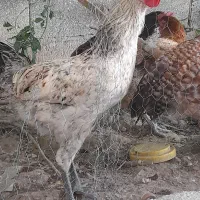 مرغ و خروس باهم