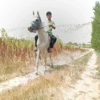 مادیون|اسب و تجهیزات اسبسواری|یاسوج, |دیوار