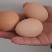 تخم مرغ دورگ لاری نطفه دار