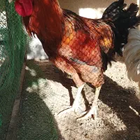خروس