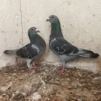 کبوتر پلاکی