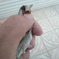 سهره نر آرم