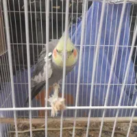 جوجه عروس هلندی به همراه یه جفت ، مرغ عشق