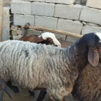قوچ شال مهربان یکساله