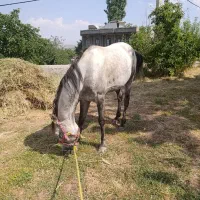 اسب