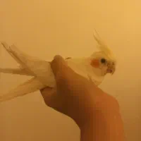 عروس هلندی ماده