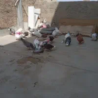 کبوتر