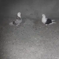 کفتر