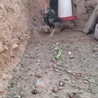 خروس لاری