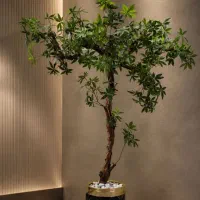 درختچه مصنوعی پاچیرا با تنه واقعی