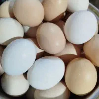 تخم مرغ محلی