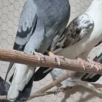 ۲۰ جفت نر و ماده دهن خورده حسابی دونسته به ضمانت