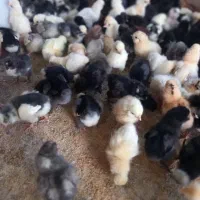 فروش انواع واقسام جوجه 1 روزه نمیچه زینتی ومعمولی