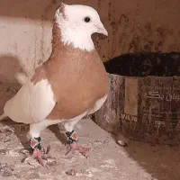 کبوتر رنگی