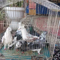 کفتر