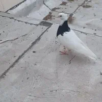 جفت کلفه بالا