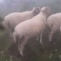 گوسفند