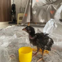 جوجه بلک استار