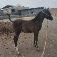 کره اسب نریون