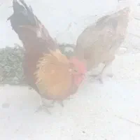 مرغ خاگ گذار محلی